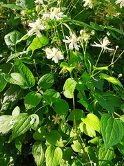 Clematis virginiana