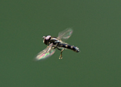 Platycheirus