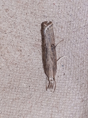 Parapediasia teterrellus