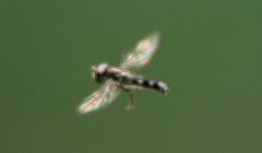 Platycheirus