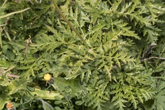 Pulsatilla