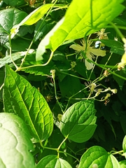 Clematis virginiana
