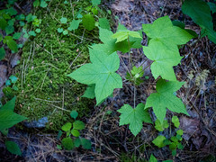 Rubus odoratus