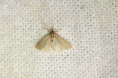 Acentria ephemerella