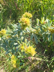 Lespedeza capitata