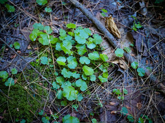 Hydrocotyle americana