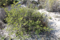 Searsia