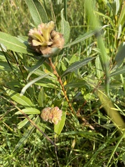 Rabdophaga strobiloides