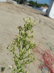 Erigeron sumatrensis