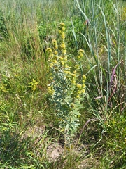 Lespedeza capitata