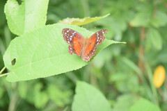 Anartia amathea