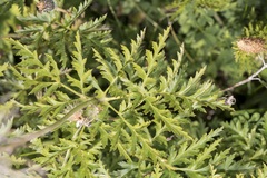 Pulsatilla