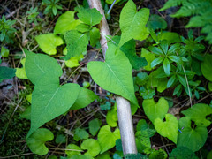 Fallopia
