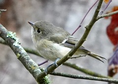 Vireo huttoni