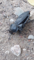 Carabus coriaceus