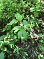 Medeola virginiana