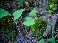 Fallopia