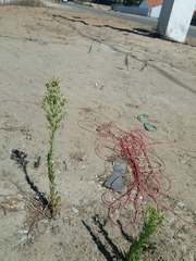 Erigeron sumatrensis