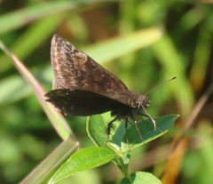 Erynnis baptisiae