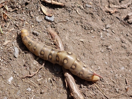 Hyles gallii