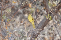 Chlorocichla flaviventris