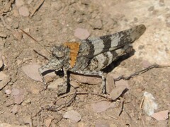 Oedipoda caerulescens