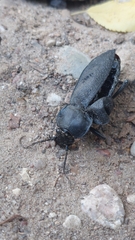 Carabus coriaceus