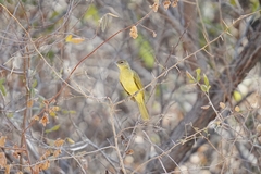 Chlorocichla flaviventris