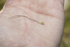 Pulsatilla