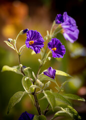 Lycianthes rantonnetii