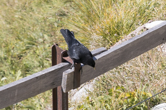 Pyrrhocorax graculus