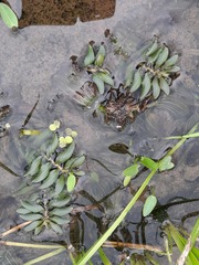 Potamogeton perfoliatus