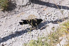 Pyrrhocorax graculus