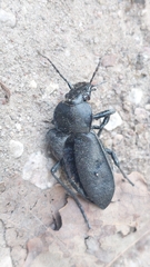 Carabus coriaceus