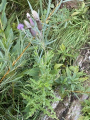Cirsium arvense