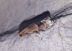 Eulogia ochrifrontella