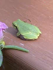 Hyla versicolor