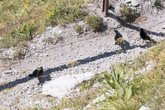 Pyrrhocorax graculus