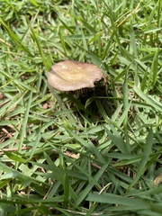 Psilocybe cubensis