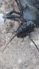 Carabus coriaceus