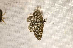 Chiasmia clathrata