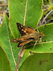 Hesperia leonardus