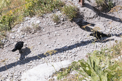 Pyrrhocorax graculus