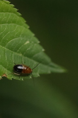 Ectobius sylvestris