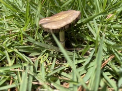 Psilocybe cubensis