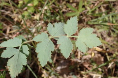 Trinia glauca