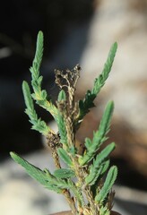 Psammotropha