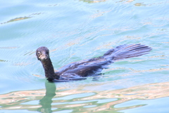 Microcarbo pygmaeus