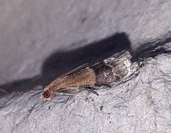 Eulogia ochrifrontella