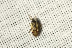 Polymerus